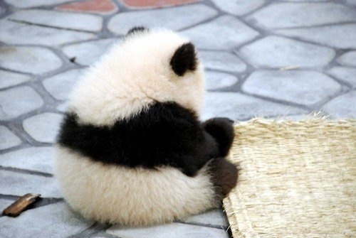 tumblr_lh01wiDWAe1qa2ozwo1_500.jpg (500×335) #panda #cub