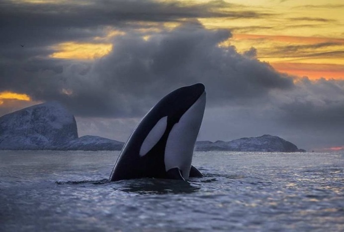 Audun Rikardsen Captures Magnificent Whales on The Arctic Side of The World