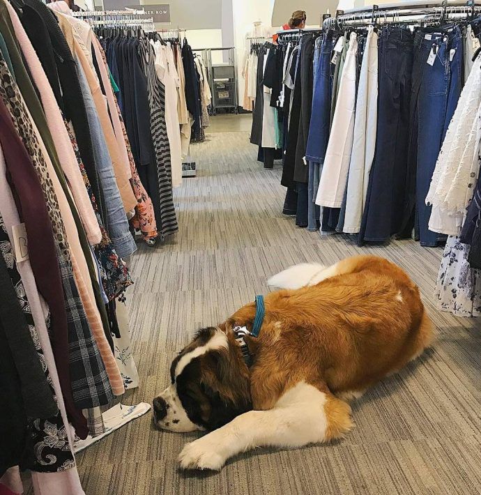 Most Dog Friendly Stores in America - Nordstrom