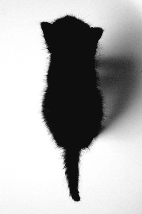 Black Kitten #kitten #photography #black