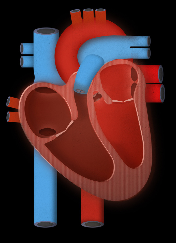 heart