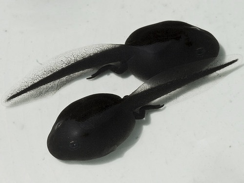 black tadpoles #water #black #nature #animal #tadpoles #dark