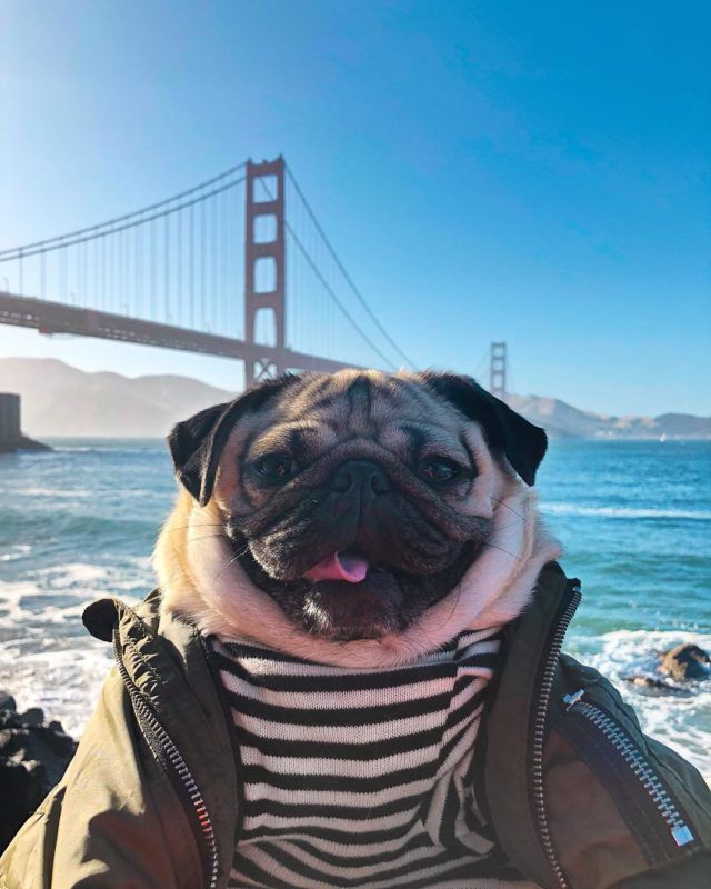 Itsdougthepug