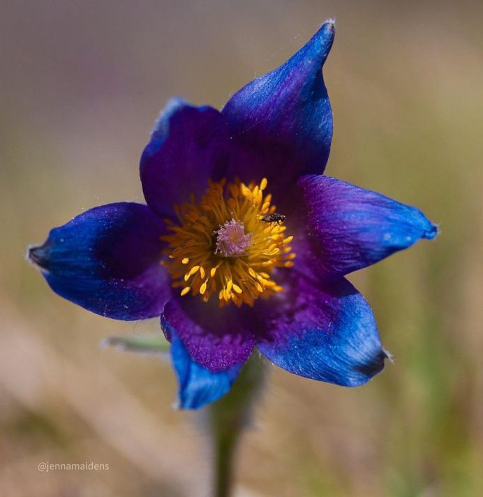 Beautiful flower picture by Jenna Maiden