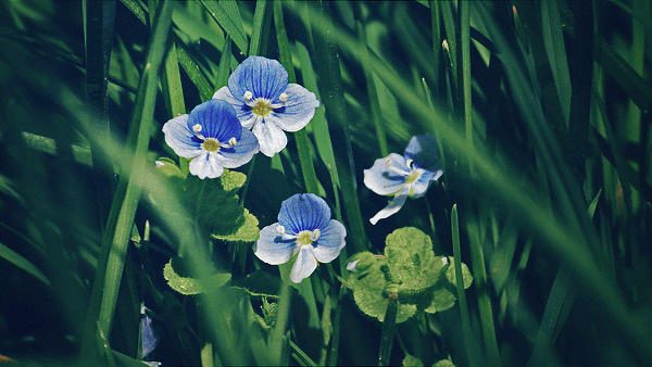 #cinemagraph