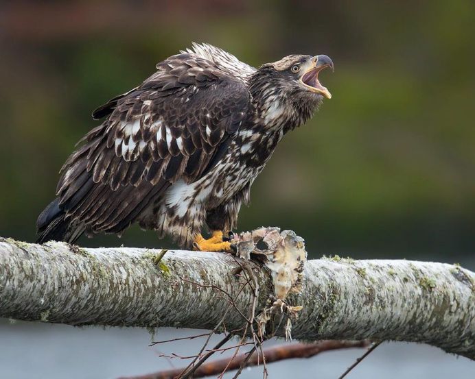 Juvenile Bald Eagle