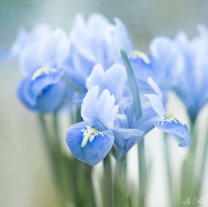 Beautiful Flower and Plant Photography by Alison Staite