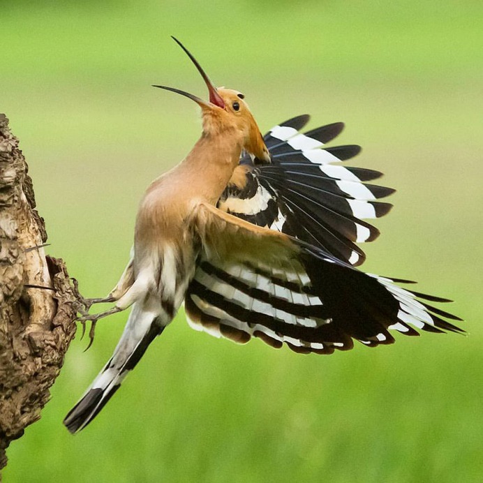 #birdfreaks: Stunning Bird Photography by Kotics Zsolt