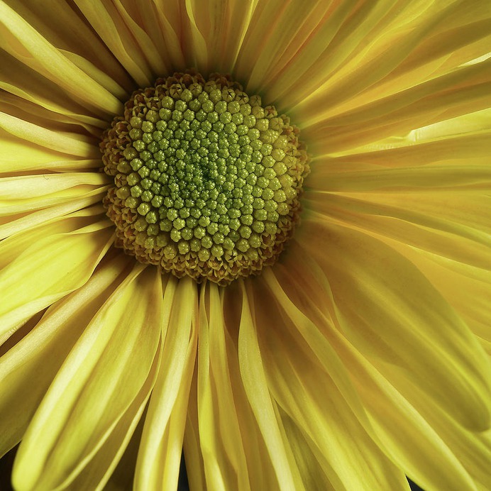 daisy painting & daisy paint by number #painting