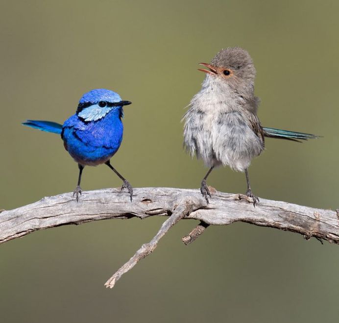 #eye_spy_birds: Stunning Birds Photography by Mike Ashbee