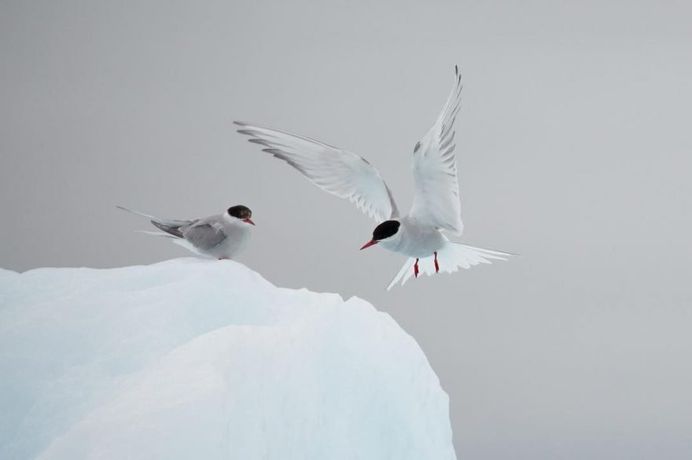 Photographer Nick Cobbing Captures Amazing Arctic Landscapes