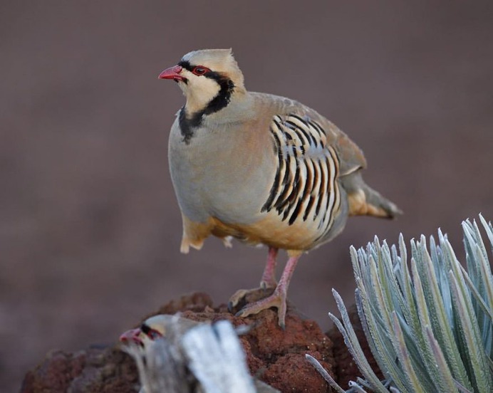 #kings_birds: Fascinating Bird Photography by Staffan Widstrand