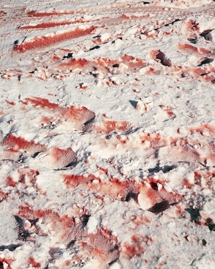 CHRISTIAN PATTERSON - REDHEADED PECKERWOOD #snow #blood #photo