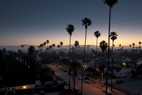 On Display #palm #fog #sunrise #street #trees