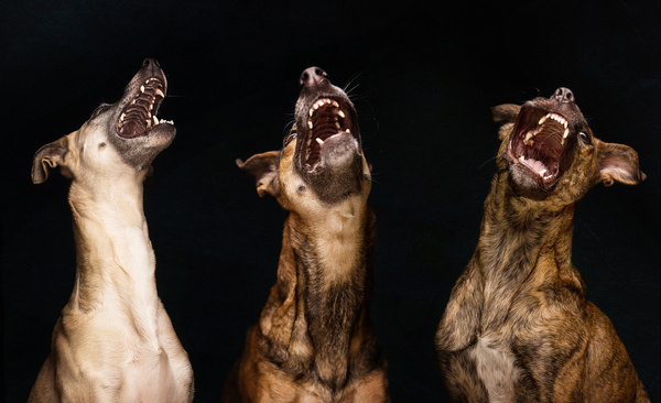 All good dogs... Wieselblitz Portrait and Pet Photography by Elke Vogelsang, Hildesheim #photography