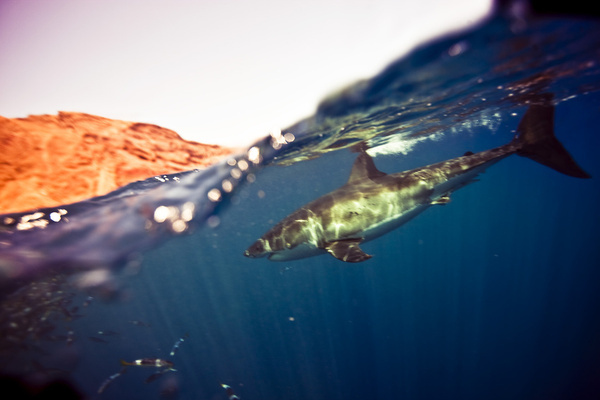 Shark Hunt by Michael Muller | Iconology #muller
