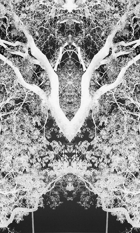 A Floresta #3