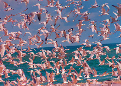 flamingos