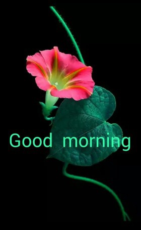 Pretty Good Morning Image - HappyShappy.com