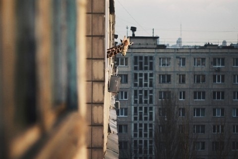 swissmiss #photography #giraffe #lysenko #roman