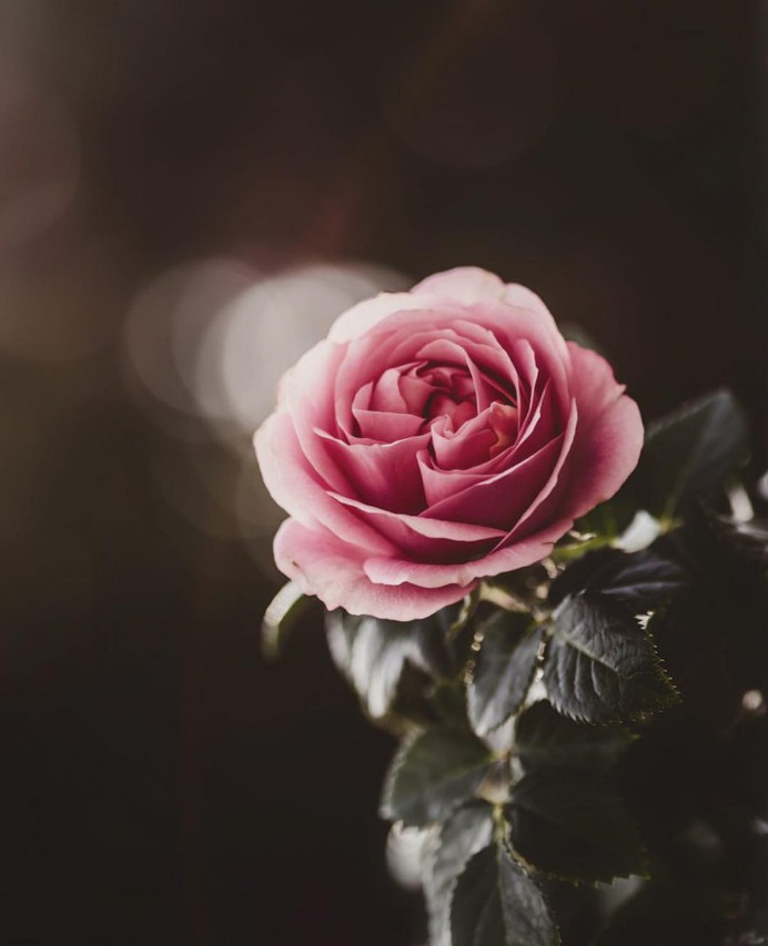 #flowerstagram: Creative Flowers Photography by Hiko Takahashi