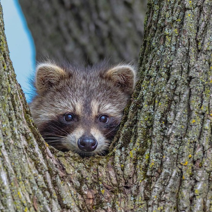 Breathtaking Portraits of Wild Animals by Kevin Biskaborn