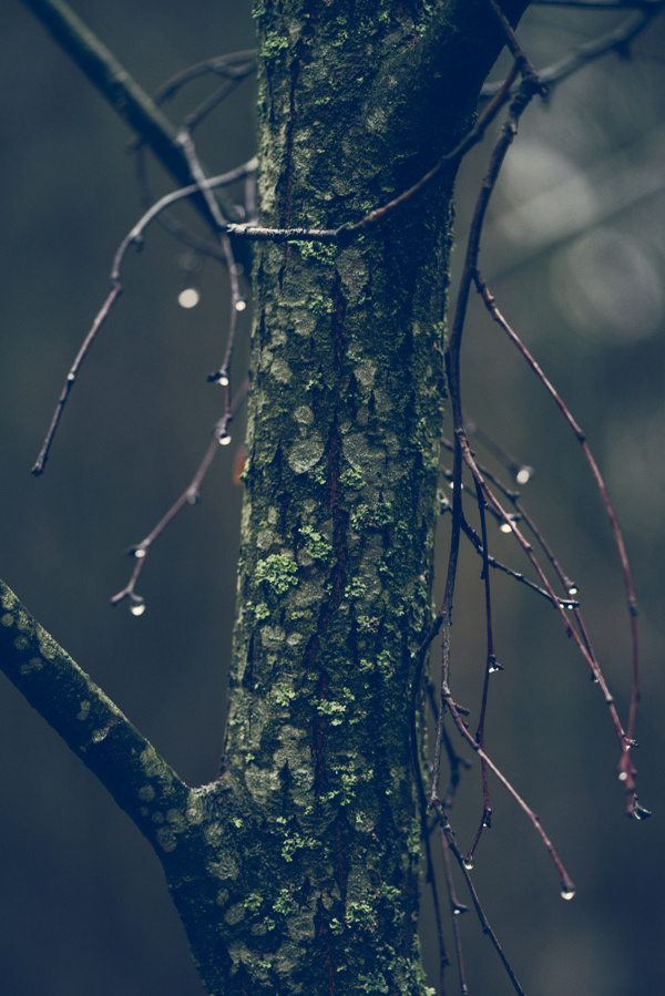 Out of the Noise of Thinking - Beautiful Autumn Nina Lindfors Photographs #water #tree #branch #photography #rain #autumn #drop #droplet