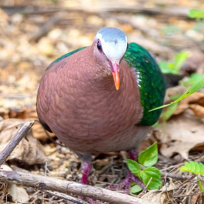 Birds of Japan: Beautiful Bird Photography by Keisuke Oda