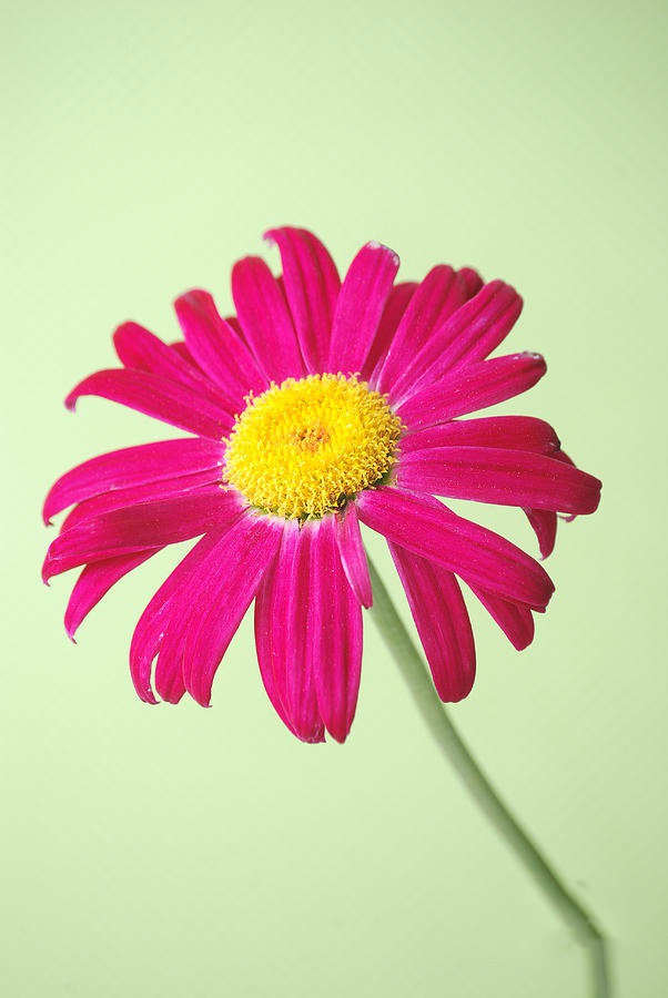 daisy painting & daisy paint by number #painting