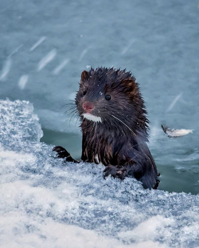 Wildlife Finland: Cute Animal Portraits by Ossi Saarinen