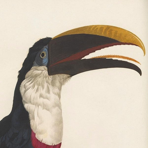 Toucan #19th #coloured #book #south #bird #hand #illustration #ornithology #century #america #beak #toucan