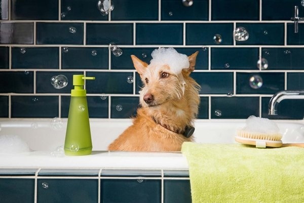 Whistle is a dog tracking device that helps you keep an eye on your pup's daily activity and location wherever you go! #design #dogs #product #industrial #technology