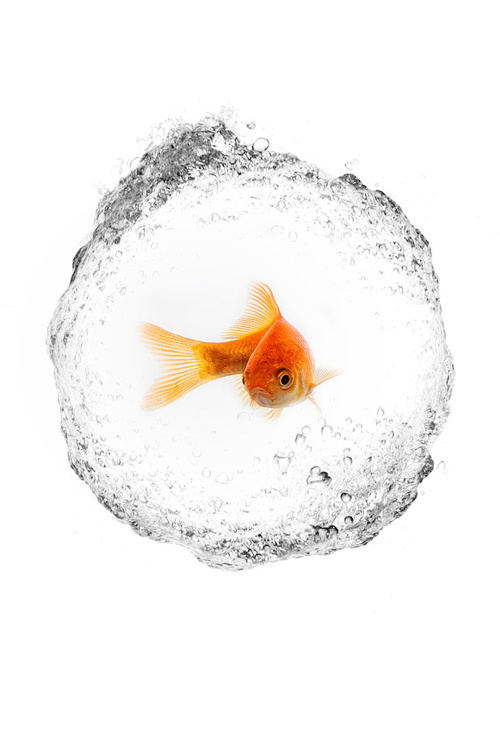 CJWHO ™ (Bubble by Jose Beut Clever! CJWHO: facebook ...) #bubbles #fish #design #photography #art #animals #clever