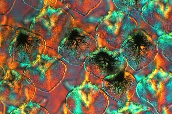 Royal Society of Biology Photography Competition 2016 Shortlist