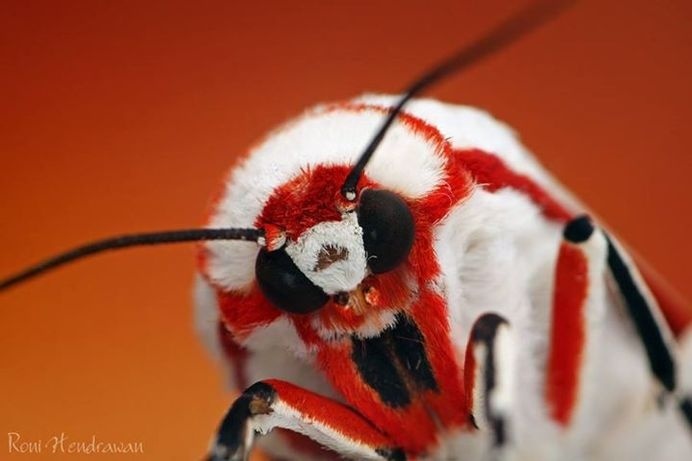 Amazing Macro Photography of Insects by Roni Hendrawan #macro photography #insects photography