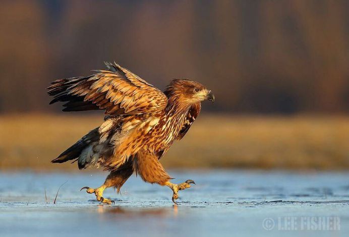 Animal Portraits by British Wildlife Photographer Lee Fisher