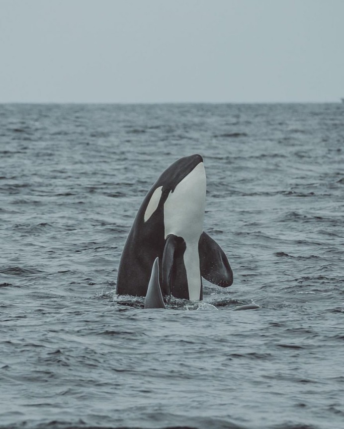 Slater Moore Captures Majestic Pictures of Whales in Monterey Bay