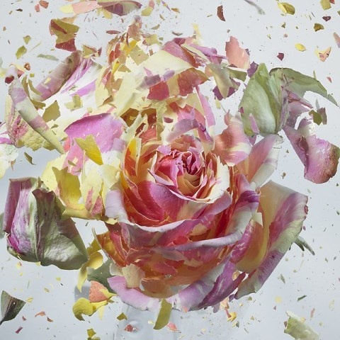 High Speed Flower Explosions by Martin Klimas | PICDIT #photos #explosion #photo #art #flower