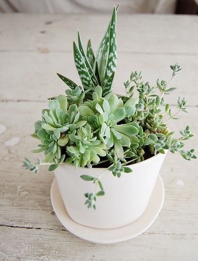 Succulents. #plant #succulent