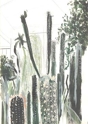 Alicia Galer's botanical illustration