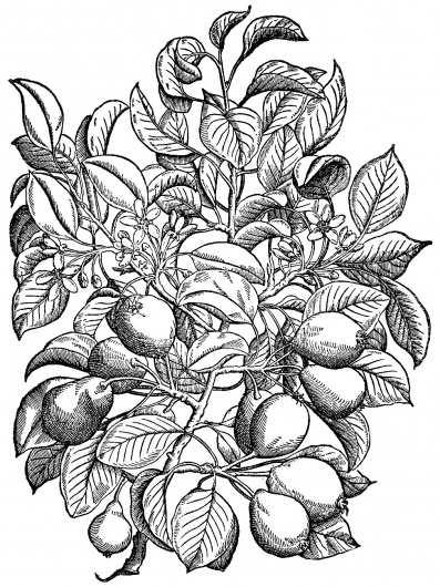 323.—Pear. [image 973x1297 pixels , 90] #old #from #books #engraving #wood