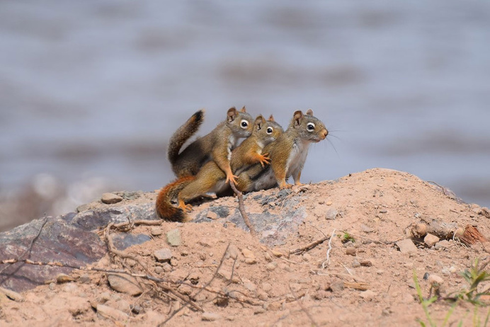 Hilarious Finalists of The Comedy Wildlife Photography Awards 2016