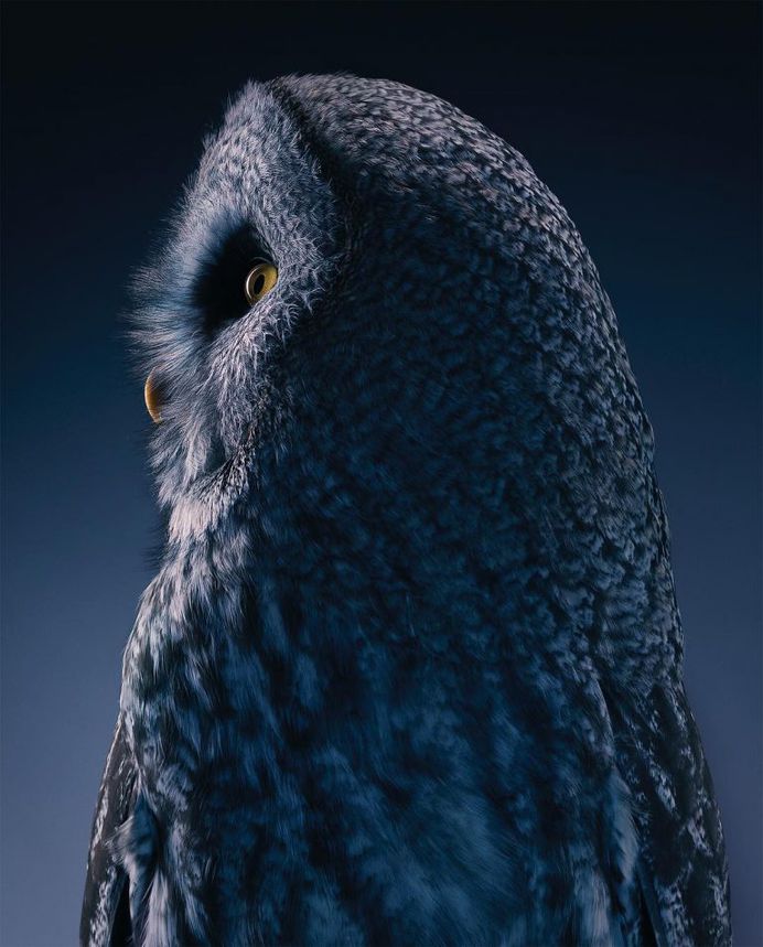 Magnificent Wild Animals Portrait Photography by Tim Flach