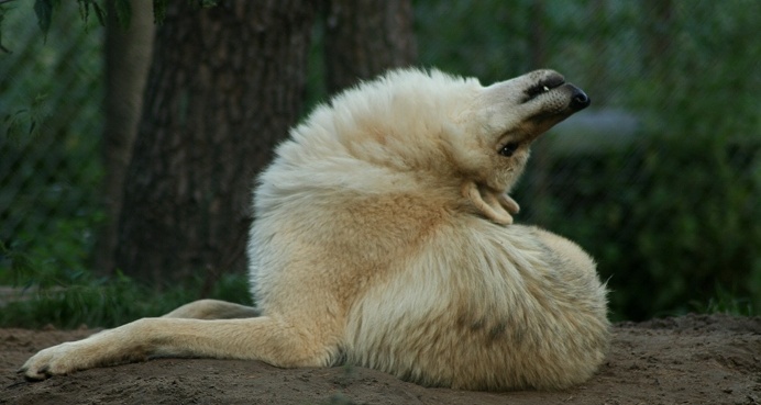 #dog