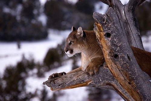 Mylo Xyloto #cougar #animals