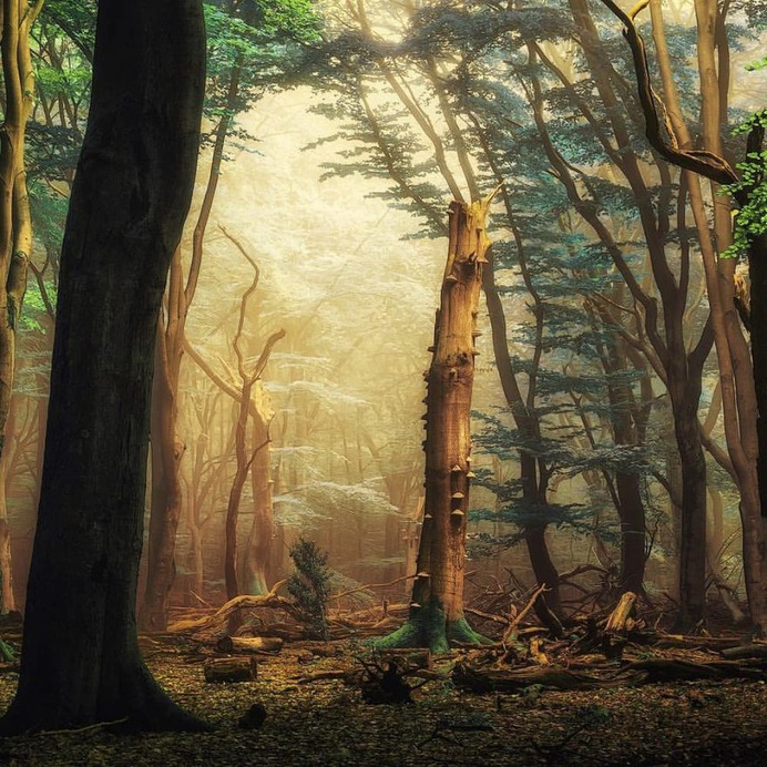 Absolutely Magical and Beautiful Forest Photography by Martin Podt