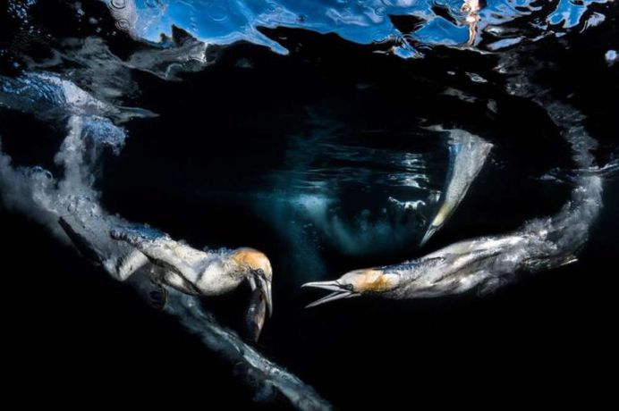 Gannets Feeding by Greg Lecoeur