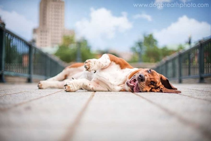 Expressive And Whimsical Portraits of Dogs by Kaylee Greer