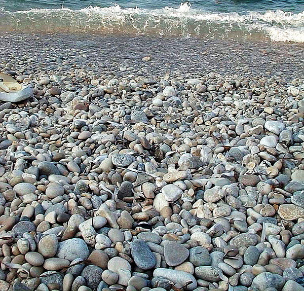 the coast #coast #the