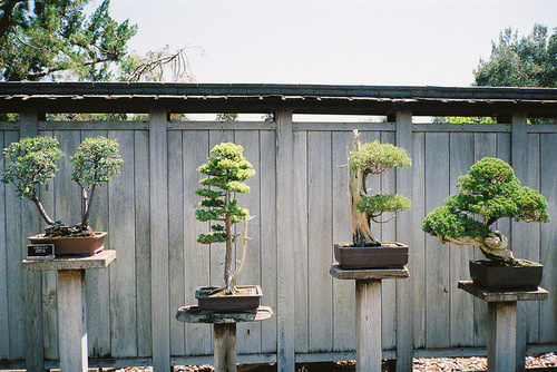 Bonsai